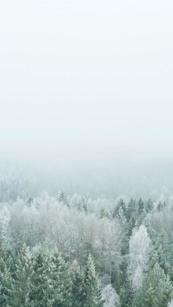 the trees are covered in snow on a foggy day