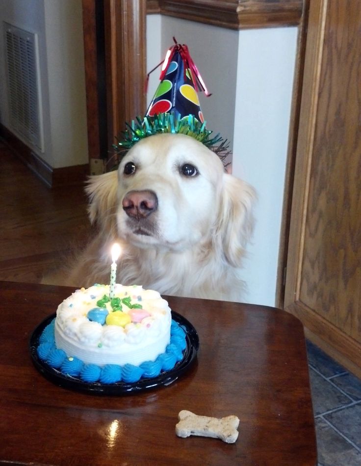 a dog wearing a birthday hat sitting in front of a cake with a lit candle on it