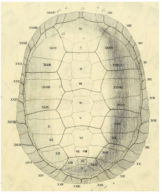 an old diagram of the structure of a human's head, with all its parts labeled