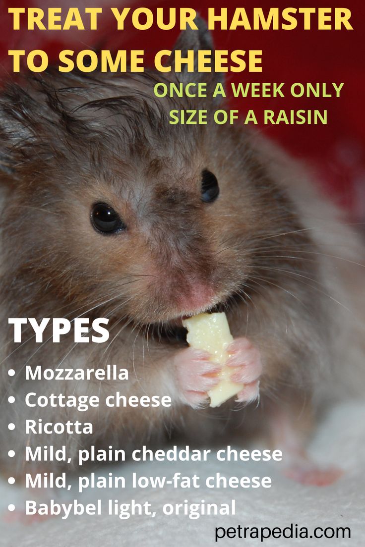 hamster eating cheese Food Hamsters Can Eat, Hamster Diet Syrian, What Hamsters Can Eat, What Do Hamsters Eat, Hamster Treat Recipes, Hamster Food Recipes, Hamster Food List, Diy Hamster Stuff, Hamster Care Tips