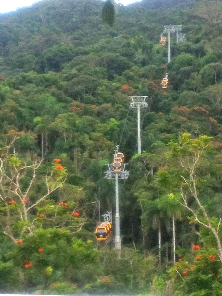 the cable cars are going down the mountain side with trees on both sides and orange flowers in the foreground