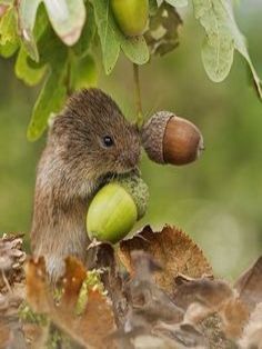 a small rodent eating some fruit on a tree branch in the forest with leaves and acorns around it