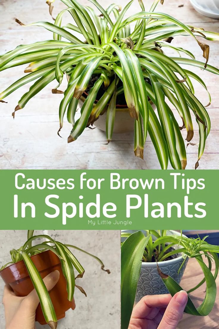 there is a plant that has brown tips in it and the words, cause for brown tips in spider plants