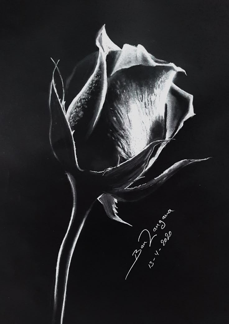 a black and white photo of a rose