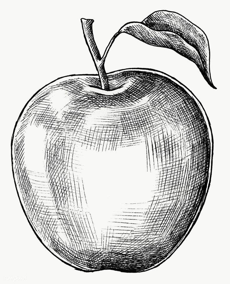 Apple Drawing Sketch, Sketches Of Fruit, Apple Pen Drawing, Apple Fruit Art, How To Draw Apple, Fruit Drawing Pencil Sketches, Drawing Apples, Drawing Of Apple, Drawings Of Fruit