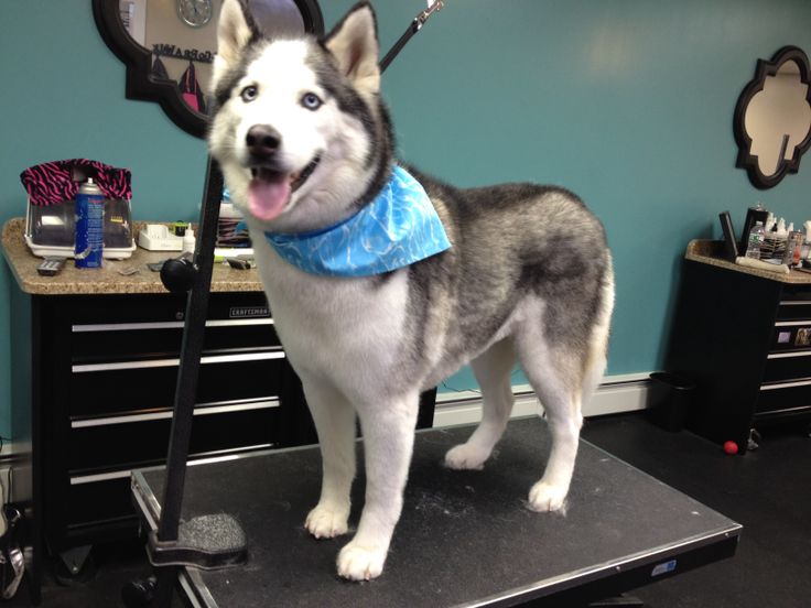 a husky dog standing on top of a table in front of a mirror and desk