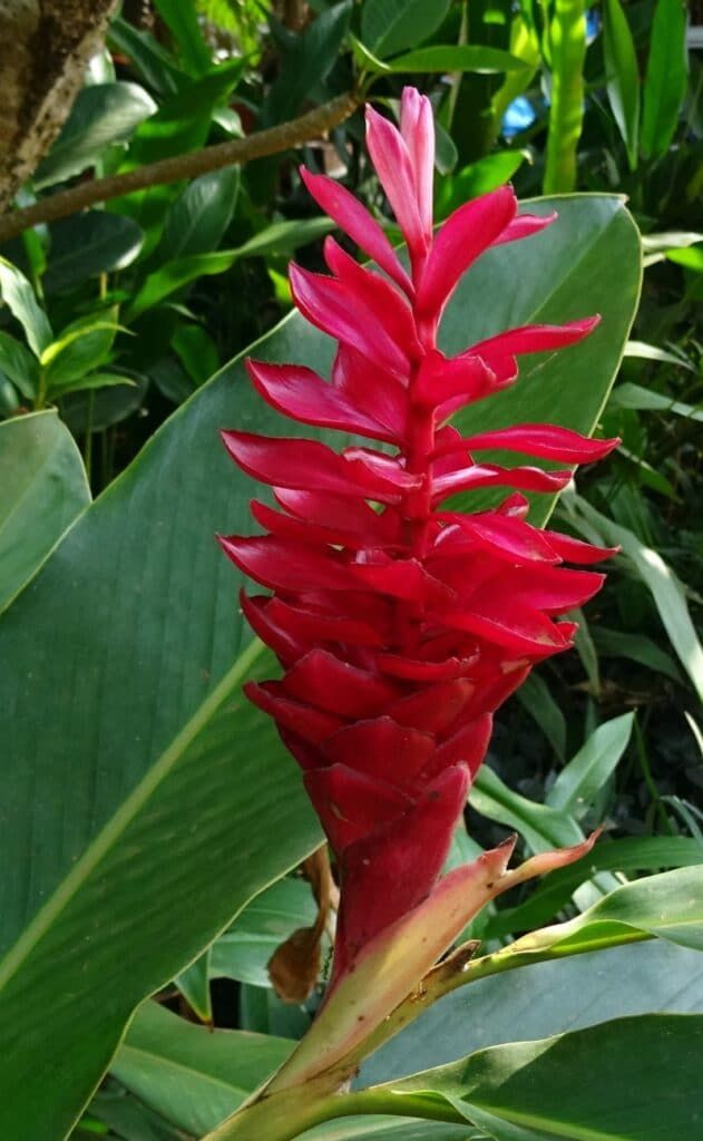 a red flower with green leaves in the background