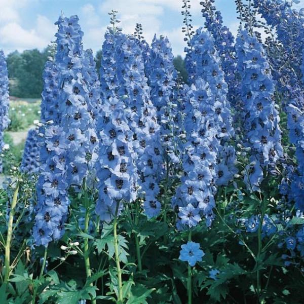 blue flowers are growing in the garden