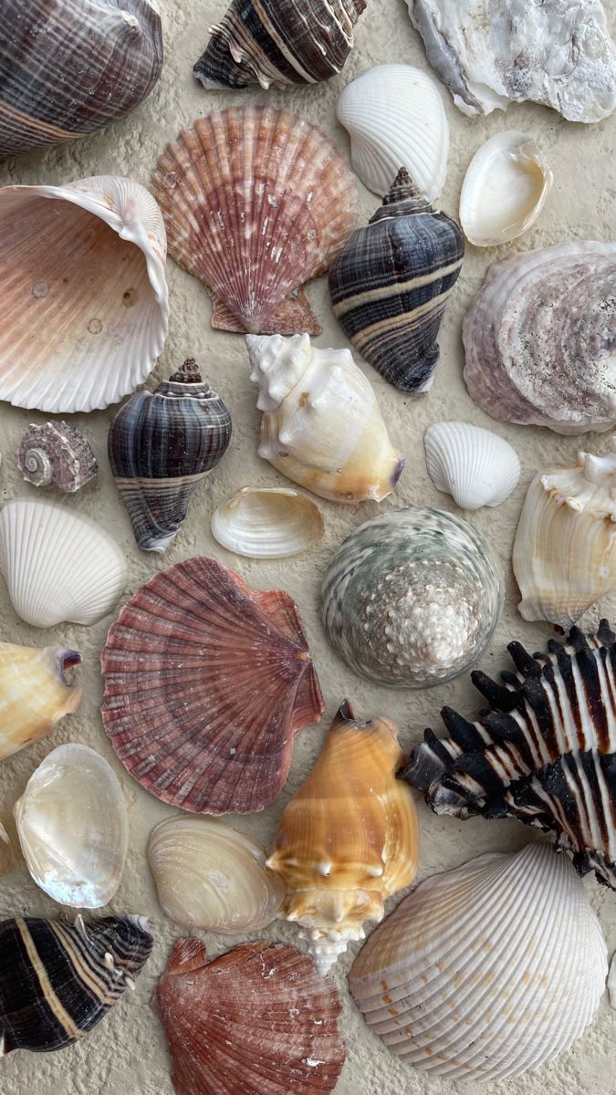 many seashells are laying on the sand