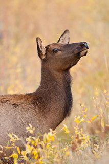 an antelope standing in the middle of a field with yellow wildflowers