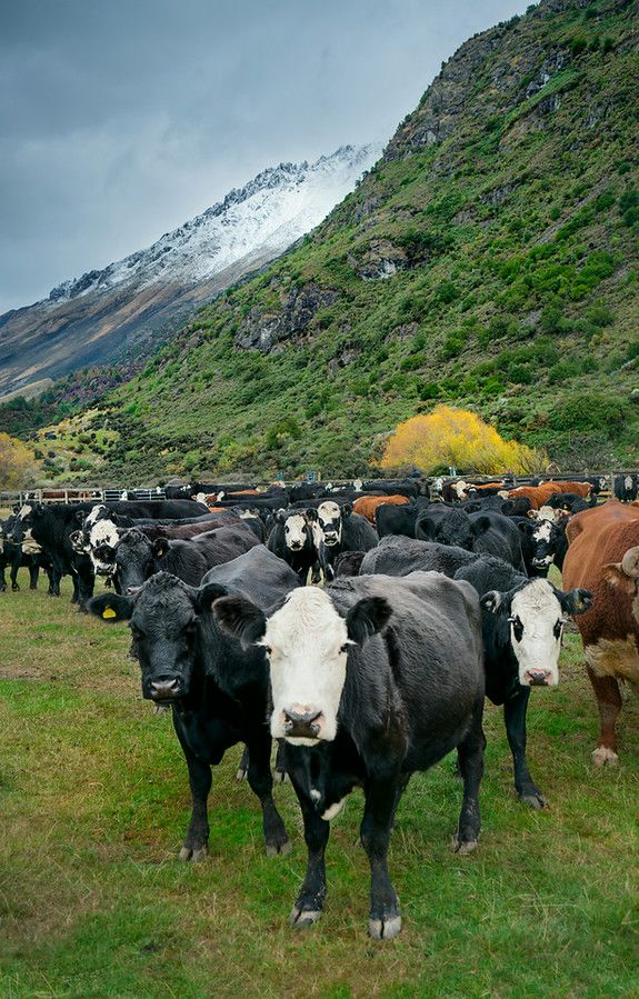 a herd of cattle standing on top of a lush green field next to a mountain