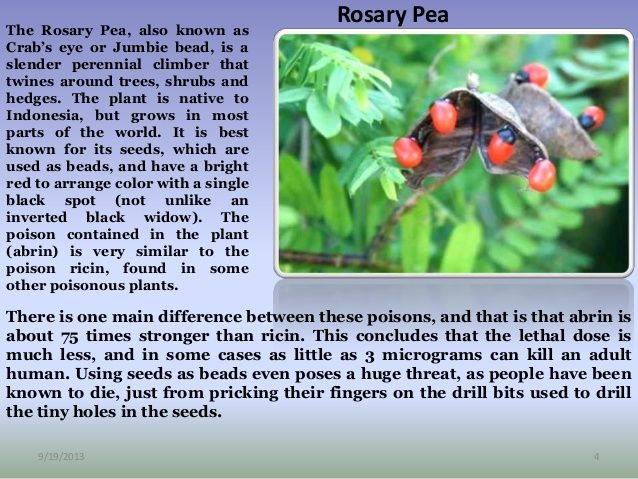 the rosy pea also known as crab's eye or jumble bean is a slender, round - shaped shrub with red berries