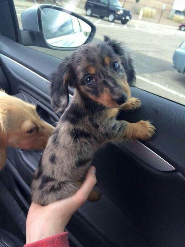 two puppies sitting in the drivers seat of a car being held by someone's hand