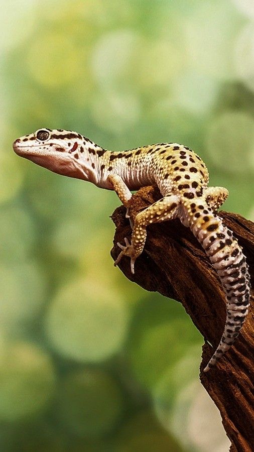 a small gecko sitting on top of a tree branch