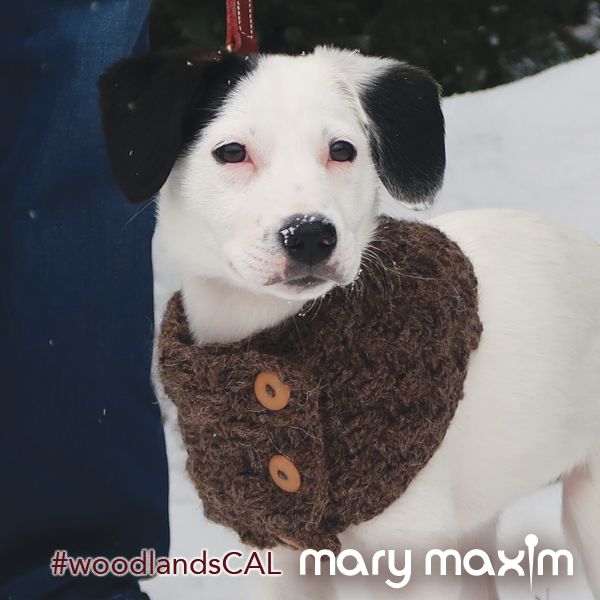 a white and black dog wearing a brown sweater