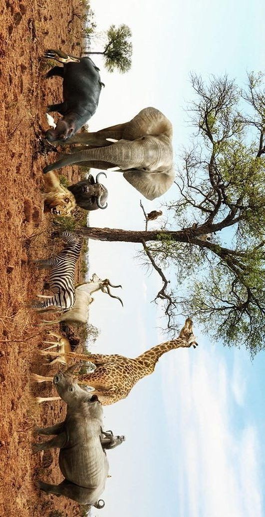 there are many different animals standing together