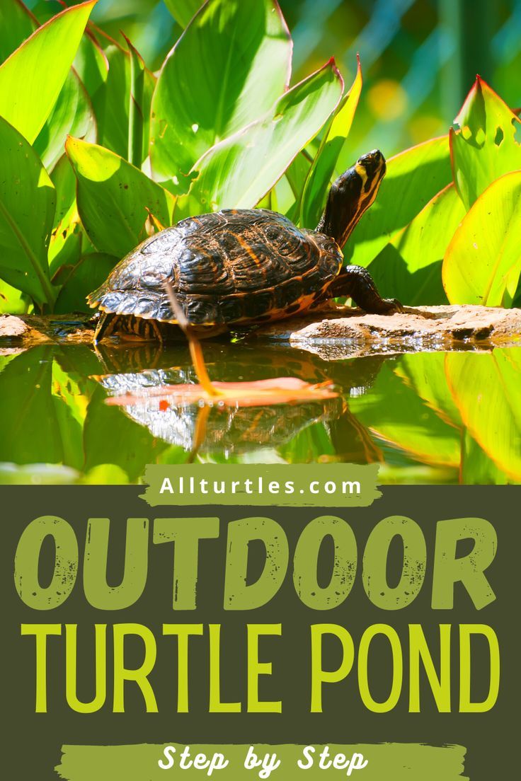 an image of a turtle in the water with text that reads outdoor turtle pond step by step