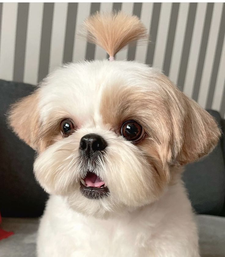 a small white and brown dog sitting on top of a couch next to a red pillow