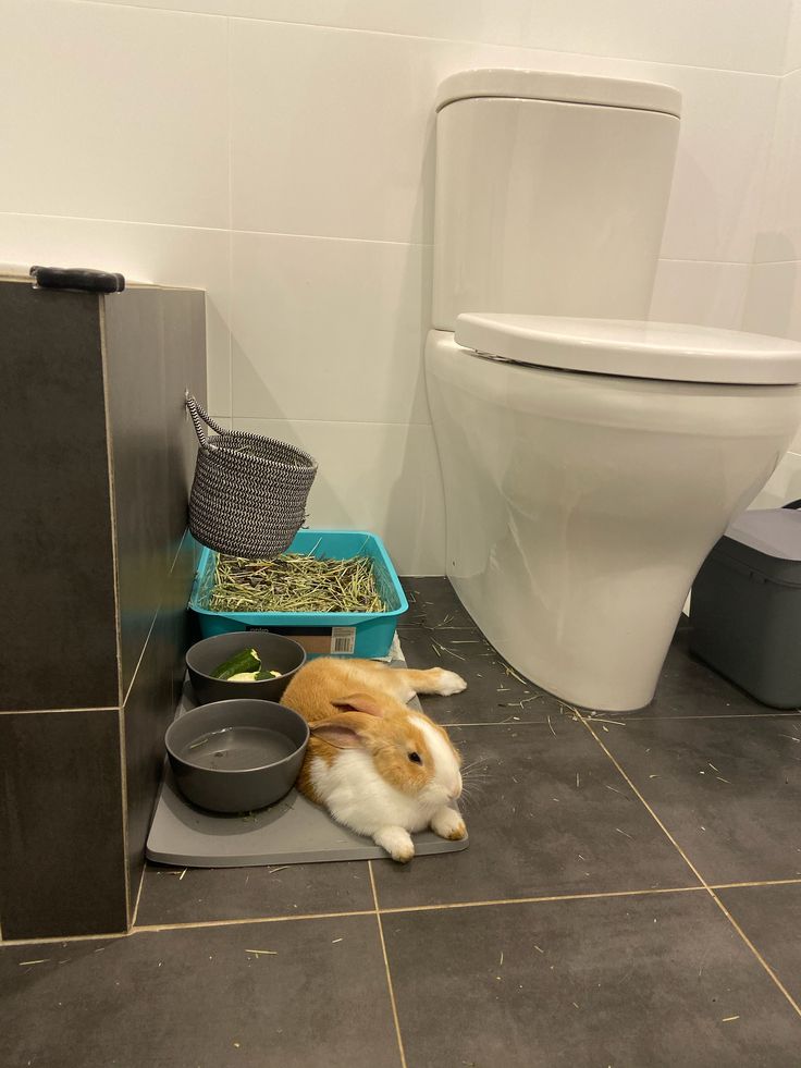 a small brown and white animal laying on top of a bathroom floor next to a toilet