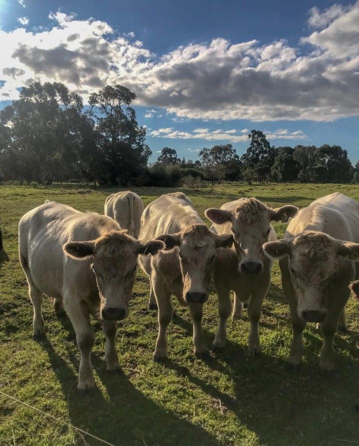 a herd of cattle standing on top of a lush green field under a blue cloudy sky