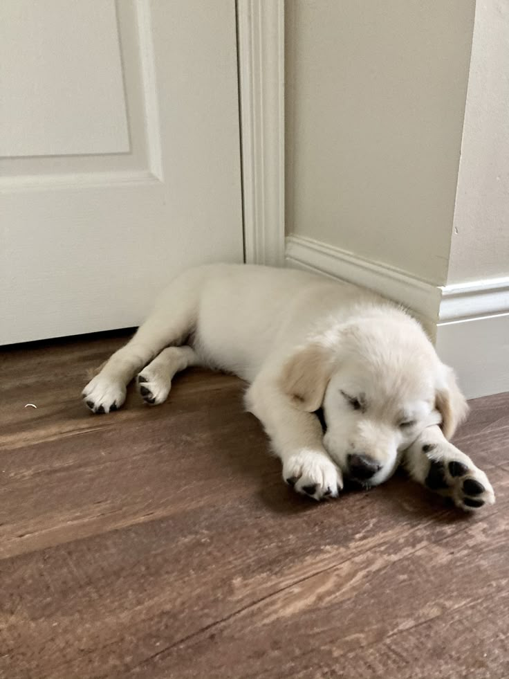 a white dog laying on the floor next to a door with its eyes closed and head down