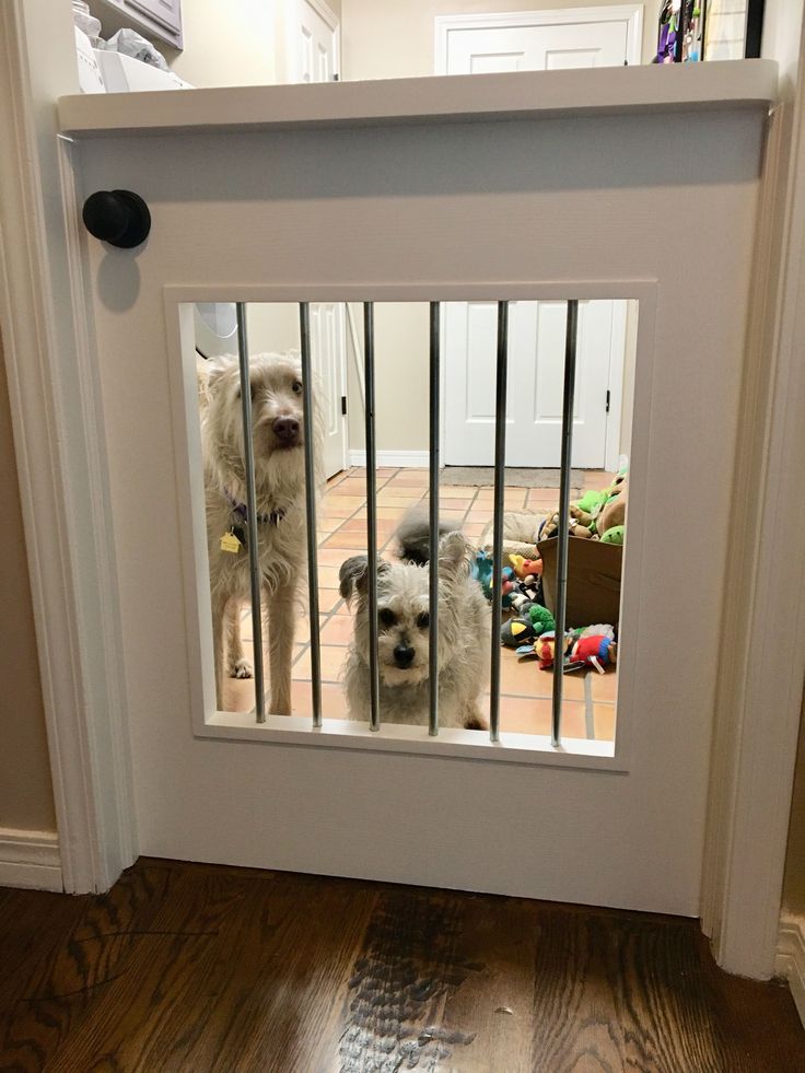 two small dogs in a dog door on the floor