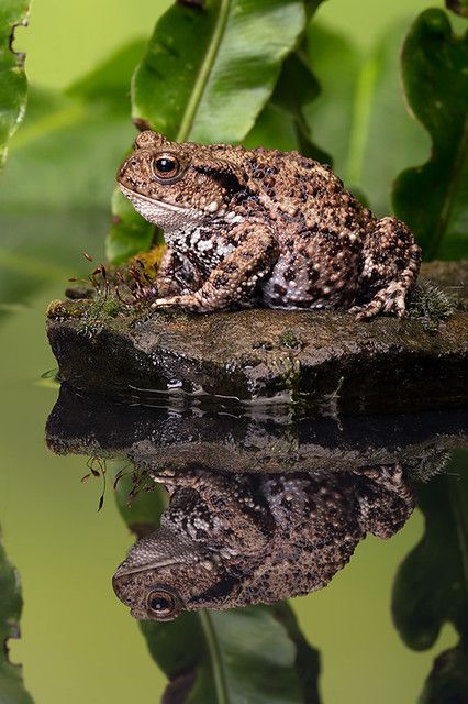 a frog sitting on top of a rock next to a body of water with green leaves in the background