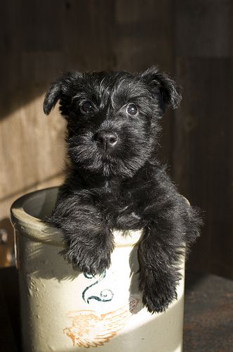 a small black dog sitting on top of a cup