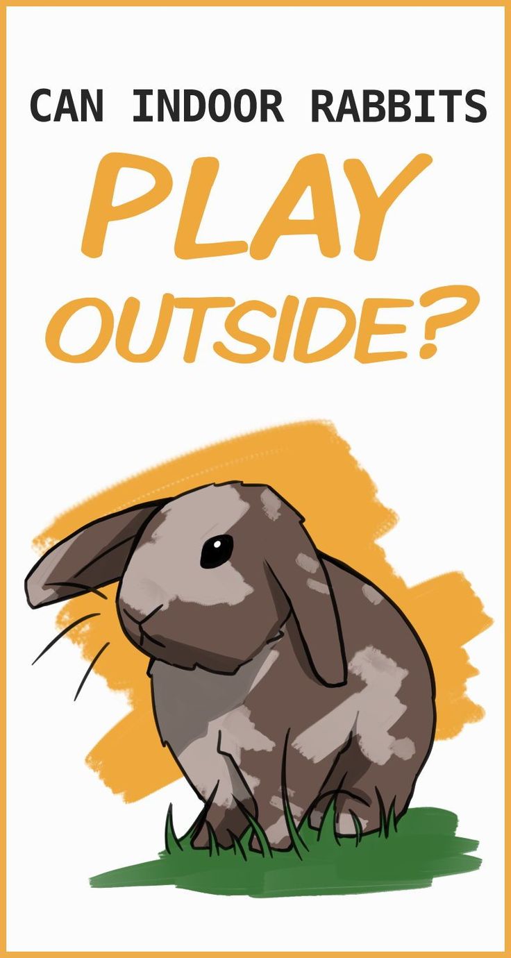 a rabbit sitting in the grass with text that reads can indoor rabbits play outside?