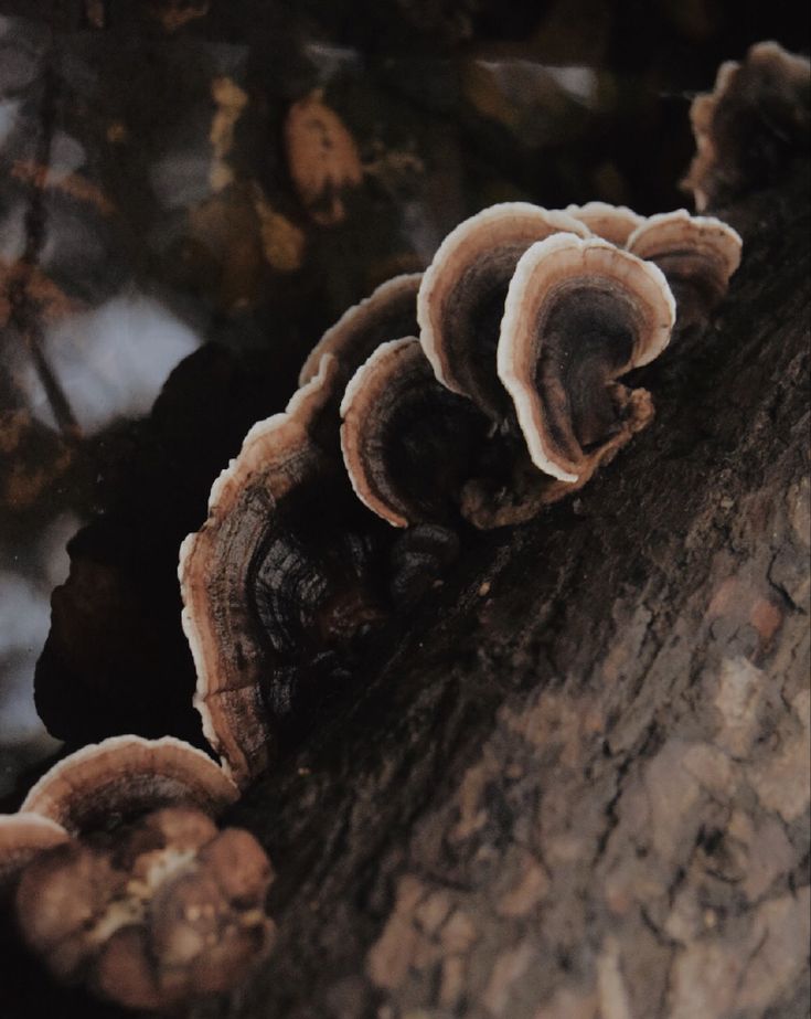 mushrooms growing on the bark of a tree