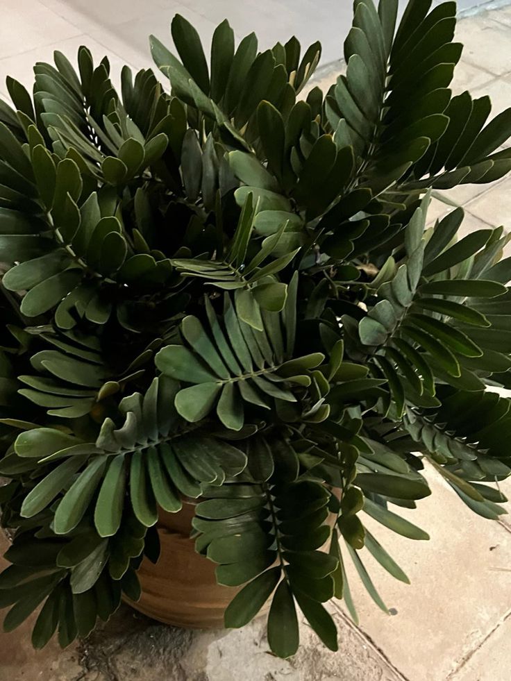 a potted plant sitting on top of a tile floor