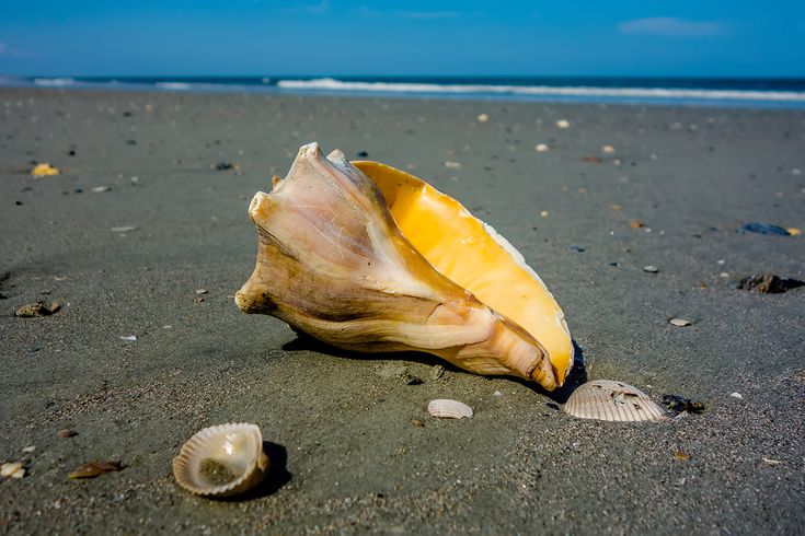 a sea shell on the sand at the beach