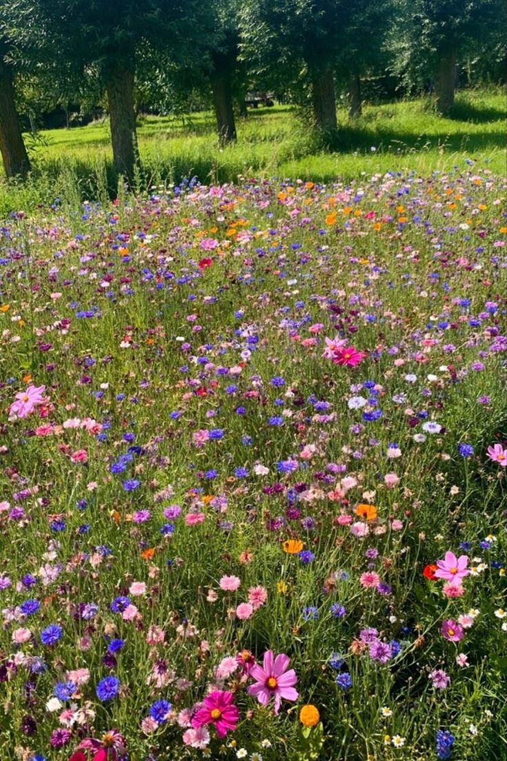 a field full of flowers and trees in the background