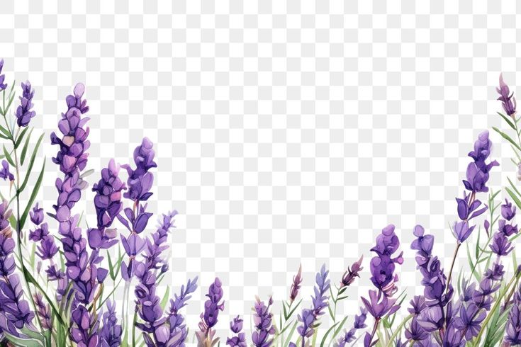 lavender flowers on a transparent background