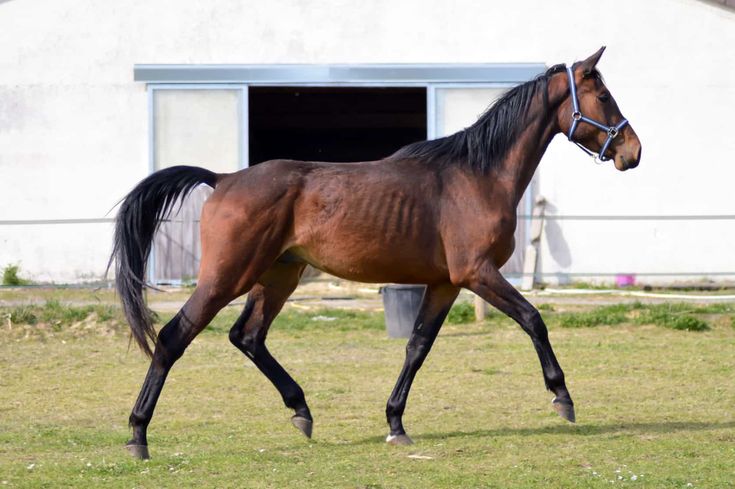 a horse is trotting in the grass near a barn and shed with its door open