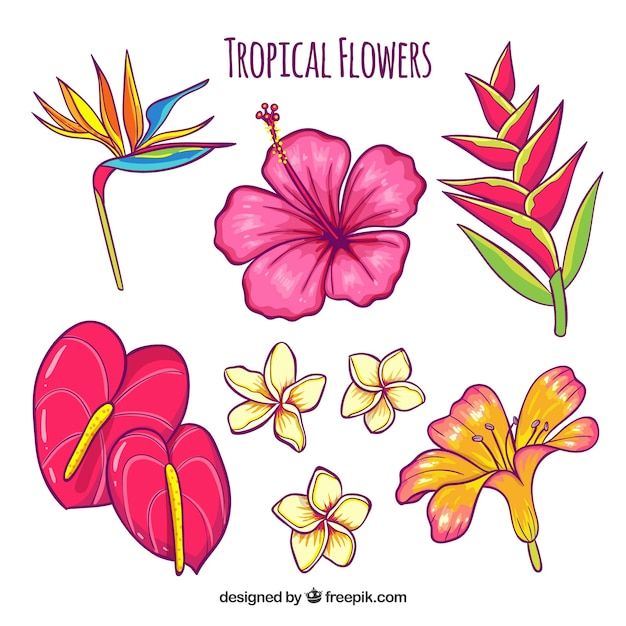 tropical flowers with different colors and shapes on white background, hand drawn in colored pencils