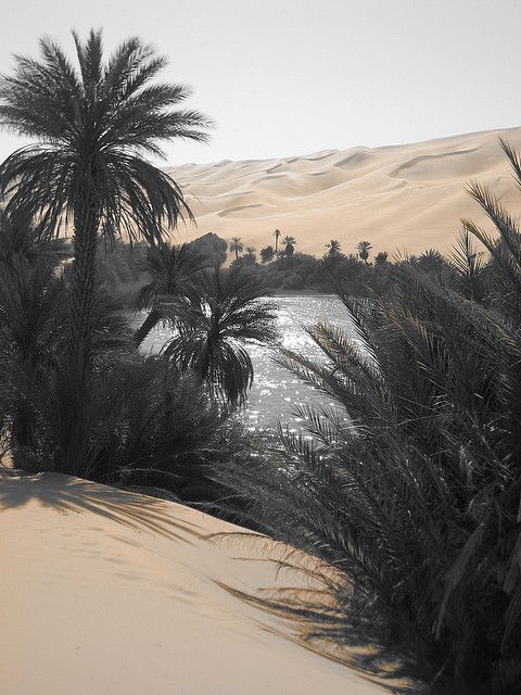 palm trees and water in the desert with pink sand dunes behind them on a sunny day