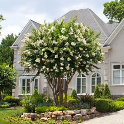 a house with white flowers in the front yard