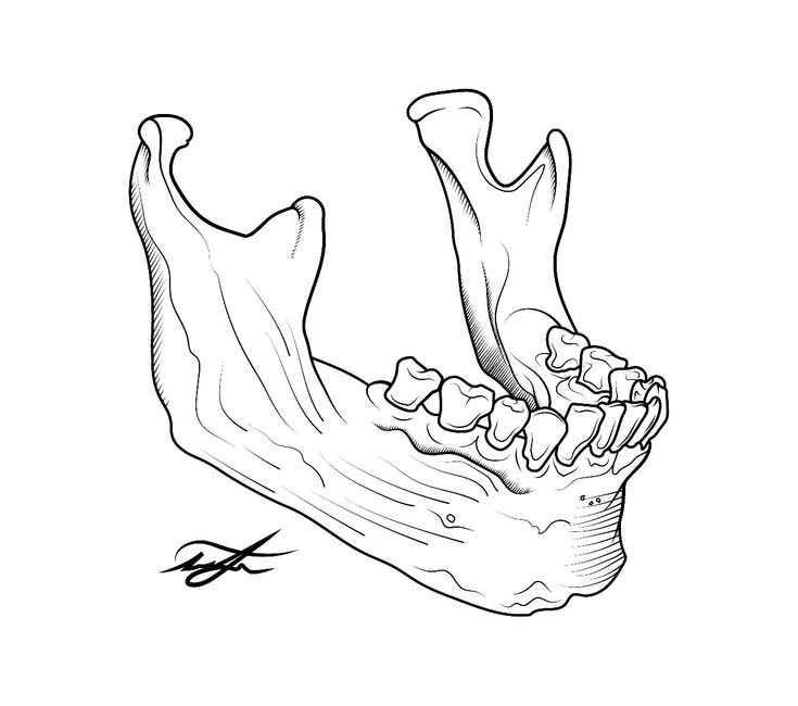 an animal's teeth are shown in this black and white drawing, which is part of