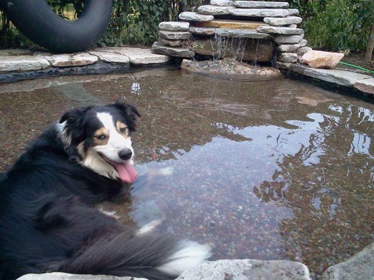 a black and white dog laying on top of a pond