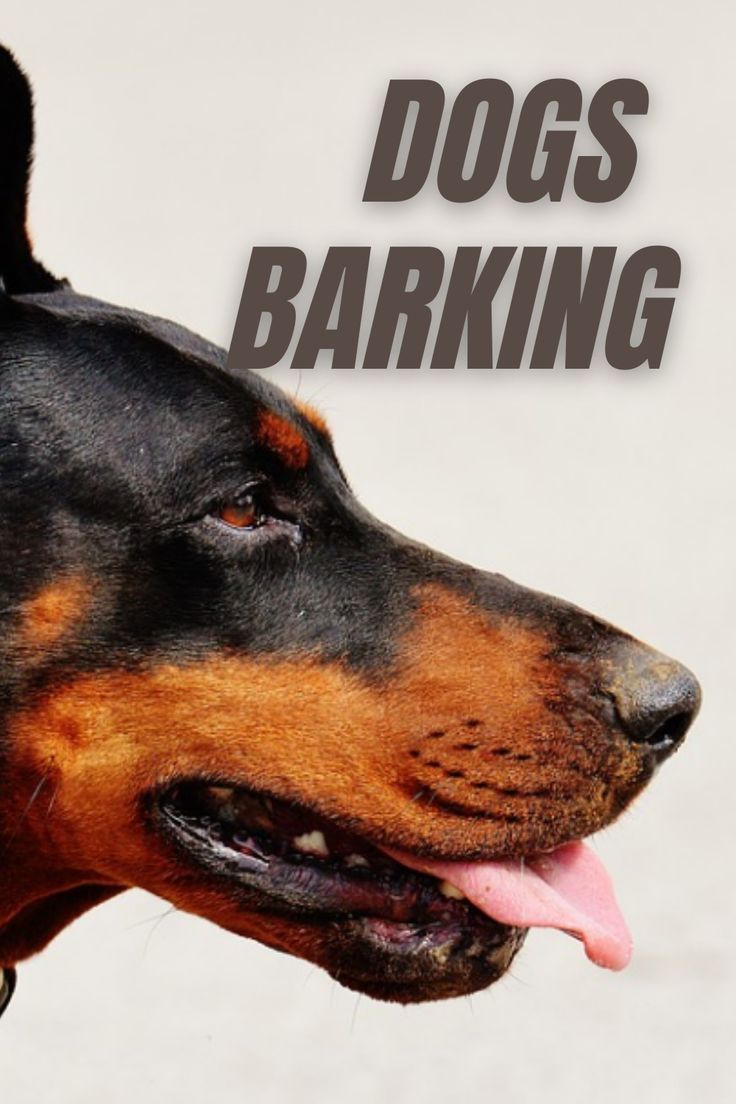 a close up of a dog with the words dogs barking on it's face