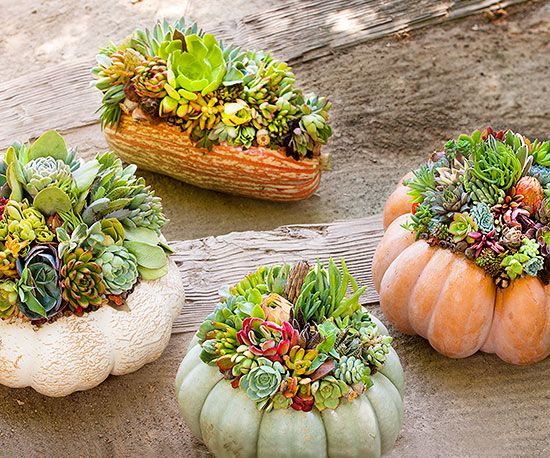 three pumpkin shaped planters with succulents in them