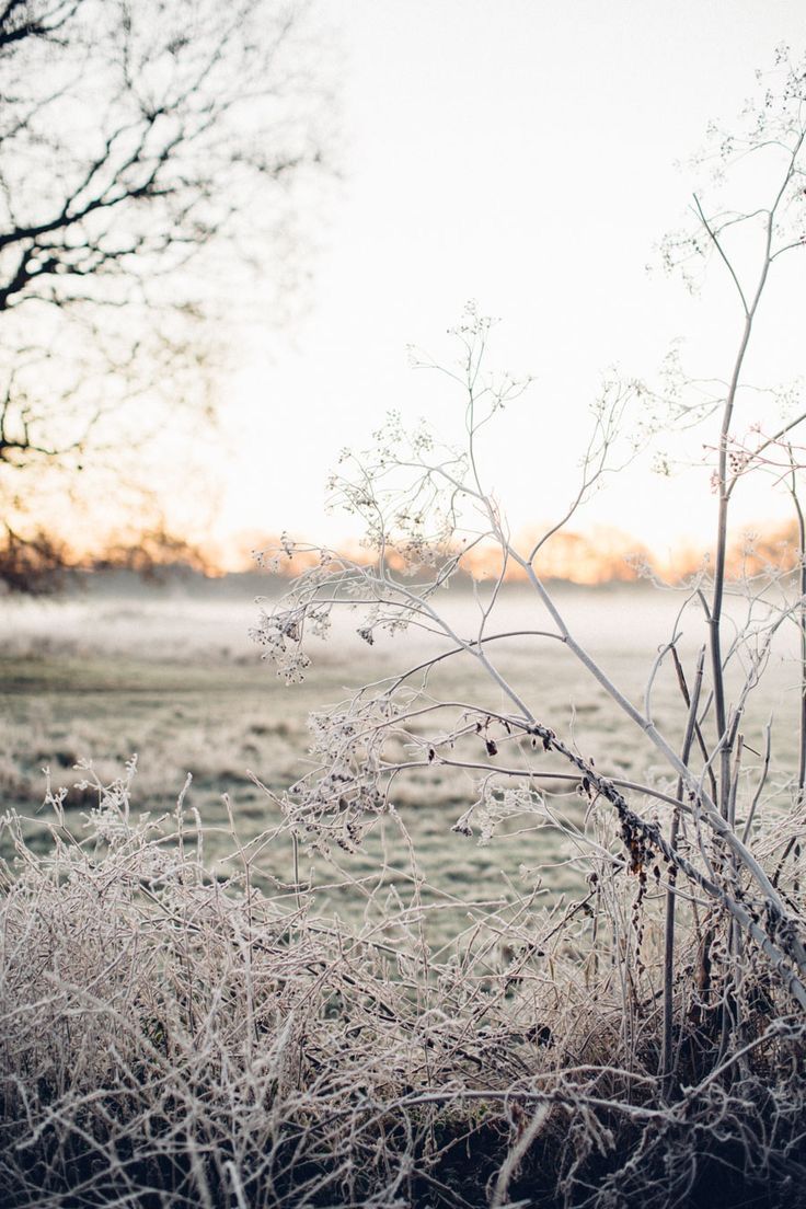 frost covered grass and trees in the background