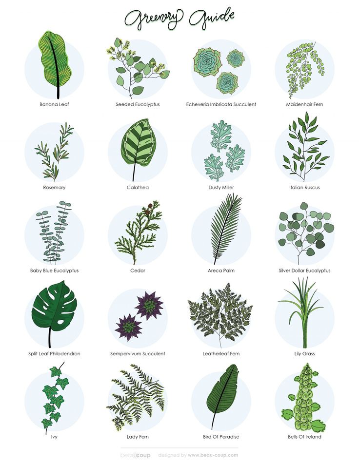 an illustrated guide to the different types of plants and their leaves on a white background