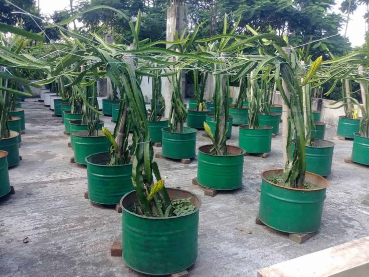 many potted plants are sitting on the ground