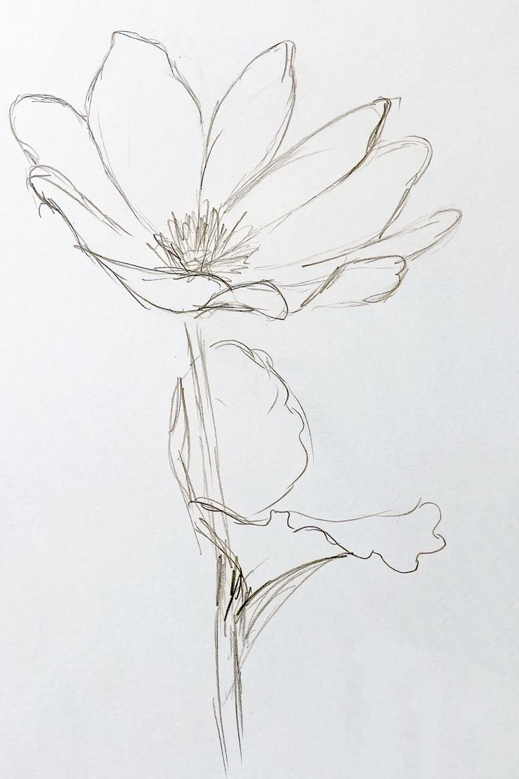 a drawing of a flower on a white paper