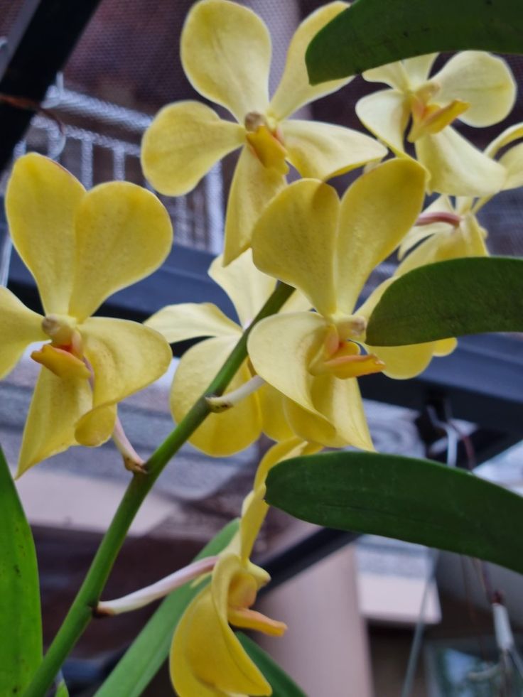 yellow orchids are blooming in the garden