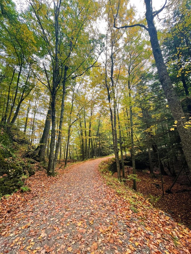 a dirt road surrounded by trees and leaves