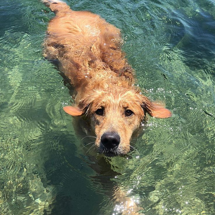 a dog swimming in the water with his head above the water's surface and looking at the camera