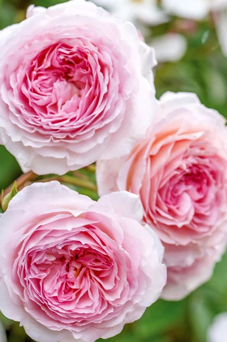 three pink flowers with green leaves in the background